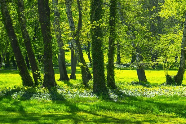 Forêt Printemps Arbres Verts Paysage — Photo
