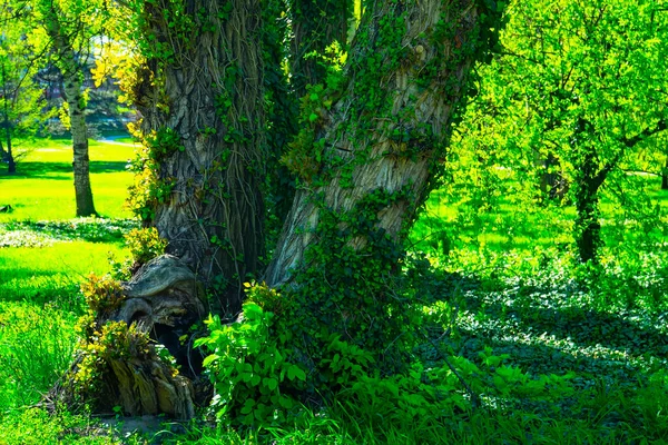 Nahaufnahme Der Baumstämme Und Mit Frischem Grünen Laub Geisterwald Tag — Stockfoto