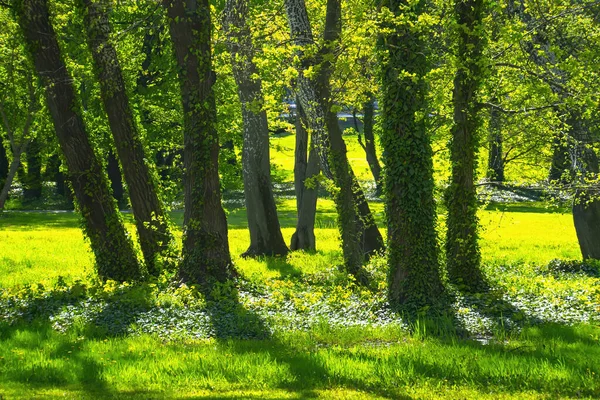 Bosque Primavera Árboles Verdes Paisaje — Foto de Stock