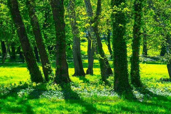 Jarní Les Zelené Stromy Krajina — Stock fotografie