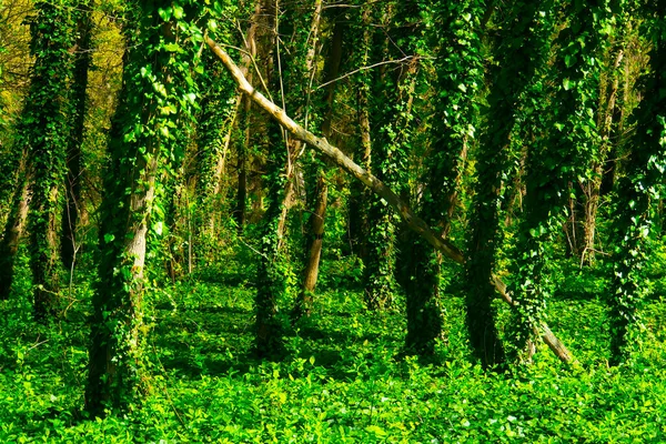 Close Troncos Árvores Com Folhagem Verde Fresca Floresta Fantasma Dia — Fotografia de Stock