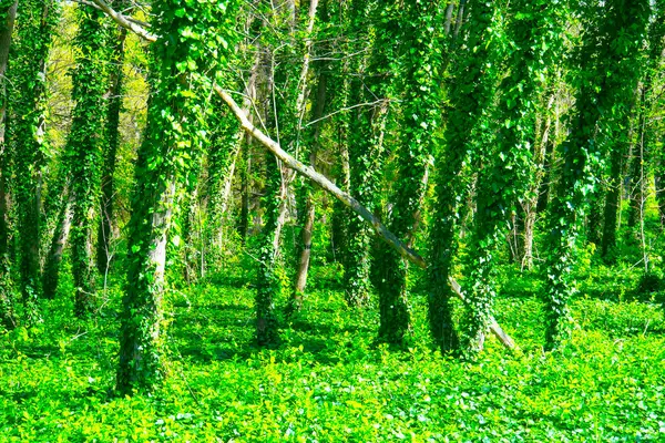 特写树干和新鲜的绿叶 鬼森林地球日 绿色背景 天然绿叶的原始质感 用常春藤捆起来的树干 — 图库照片