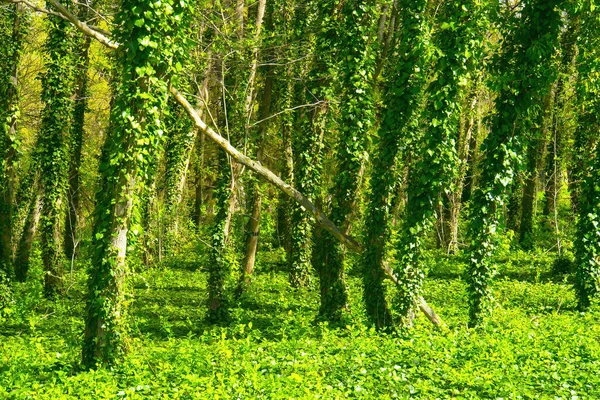 Gros Plan Des Troncs Arbres Feuillage Vert Frais Forêt Fantôme — Photo
