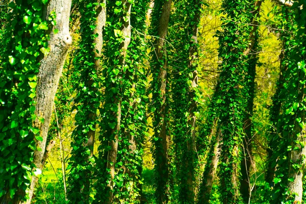 Κοντινό Πλάνο Κορμών Δέντρων Και Φρέσκο Πράσινο Φύλλωμα Δάσος Φάντασμα — Φωτογραφία Αρχείου