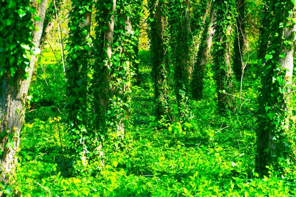 Крупним Планом Стовбури Дерев Свіжим Зеленим Листям Примарний Ліс День — стокове фото