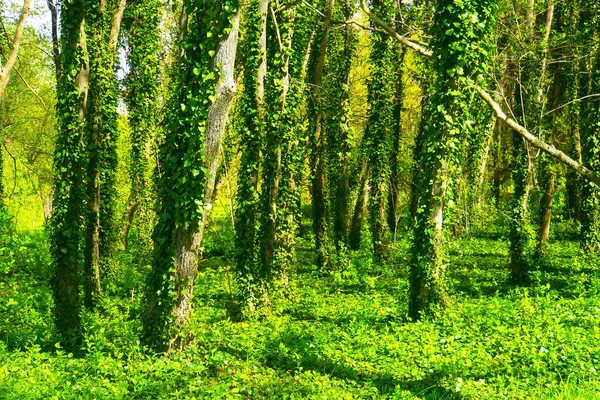 Крупный План Стволов Деревьев Свежей Зеленой Листвы Призрачный Лес День — стоковое фото
