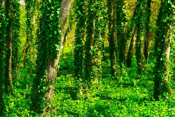 Крупним Планом Стовбури Дерев Свіжим Зеленим Листям Примарний Ліс День — стокове фото