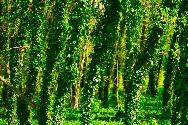特写树干和新鲜的绿叶 鬼森林地球日 绿色背景 天然绿叶的原始质感 用常春藤捆起来的树干 — 图库照片