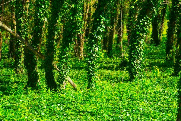Κοντινό Πλάνο Κορμών Δέντρων Και Φρέσκο Πράσινο Φύλλωμα Δάσος Φάντασμα — Φωτογραφία Αρχείου
