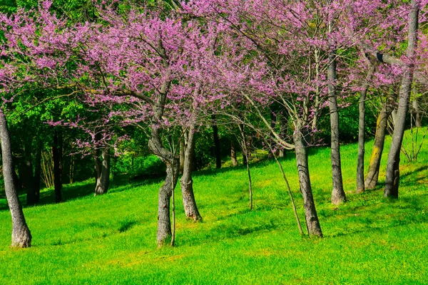 Bahar Parkında Pembe Ağaçlar — Stok fotoğraf