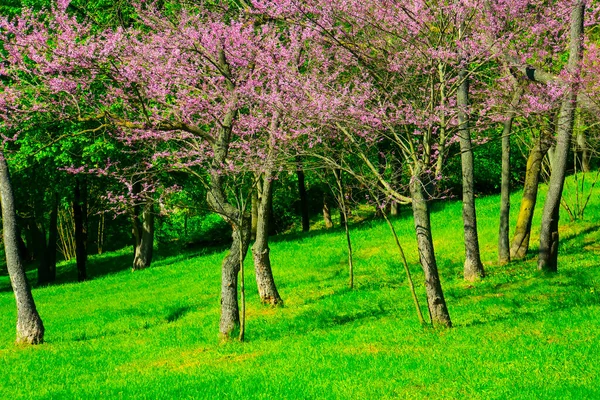 Różowe Drzewa Wiosennym Parku — Zdjęcie stockowe