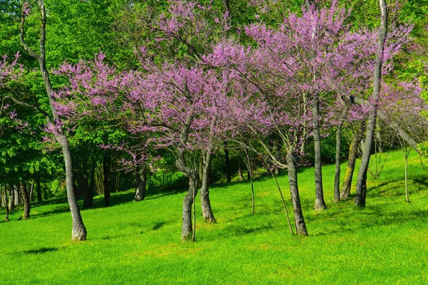 Różowe Drzewa Wiosennym Parku — Zdjęcie stockowe