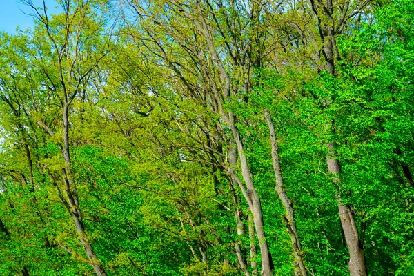 Las Wiosenny Zielone Drzewa Krajobraz — Zdjęcie stockowe