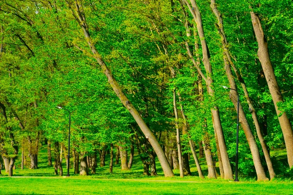 春の森緑の木々風景 — ストック写真