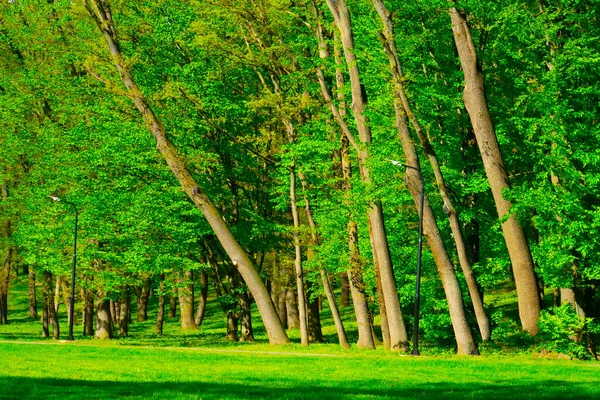 Foresta Primaverile Alberi Verdi Paesaggio — Foto Stock