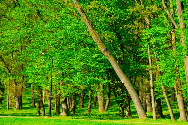 Vårskog Gröna Träd Landskap — Stockfoto