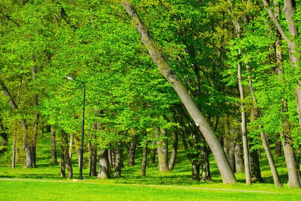 Floresta Primavera Árvores Verdes Paisagem — Fotografia de Stock