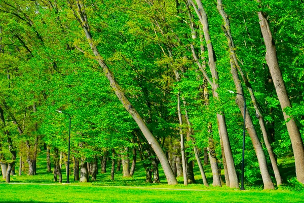 Tavaszi Erdő Zöld Fák Táj — Stock Fotó