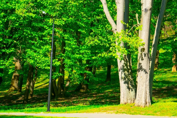 Весенний Лес Зеленые Деревья Пейзаж — стоковое фото