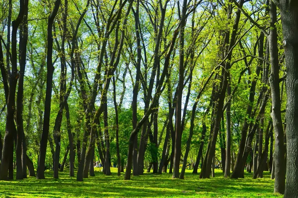 Ανοιξιάτικο Δάσος Πράσινα Δέντρα Τοπίο — Φωτογραφία Αρχείου