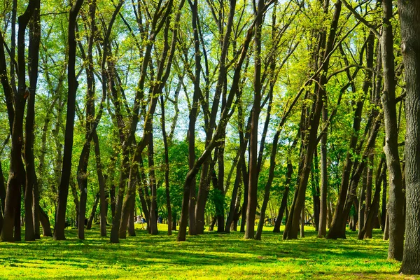Bahar Ormanı Yeşil Ağaçlar Manzara — Stok fotoğraf