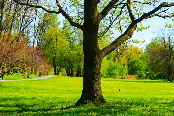 Bahar Ormanı Yeşil Ağaçlar Manzara — Stok fotoğraf