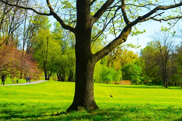 Vårskog Gröna Träd Landskap — Stockfoto