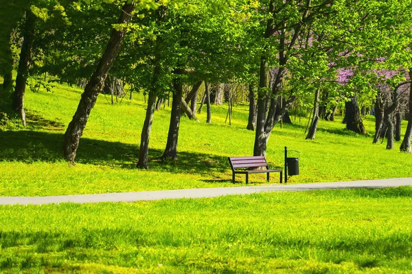Bänk Sommarparken Med Gamla Träd Och Gångstig — Stockfoto