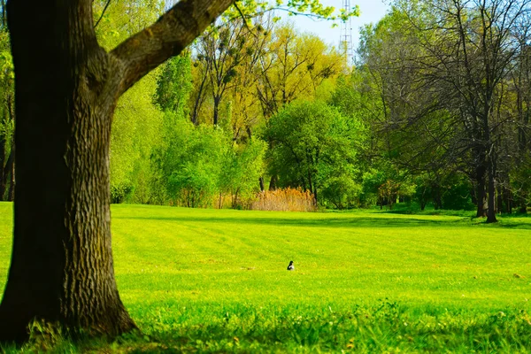Весенний Лес Зеленые Деревья Пейзаж — стоковое фото