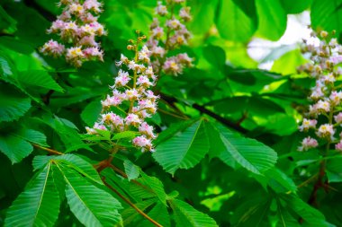 Çiçekli kestane dalları. At kestanesi, Aesculus hipocastanum, Conker ağacı..