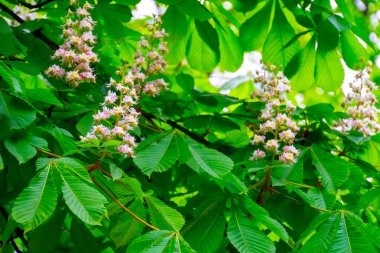 Çiçekli kestane dalları. At kestanesi, Aesculus hipocastanum, Conker ağacı..