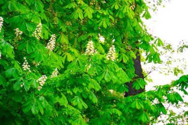 Çiçekli kestane dalları. At kestanesi, Aesculus hipocastanum, Conker ağacı..