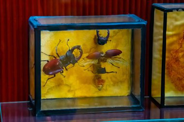 Yakın plan, böcek, kelebek entomoloji koleksiyonu kutuda.