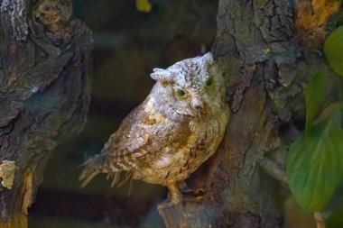 A large stuffed owl. Brown dummy owl home decoration. The study of bird species