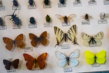 Yakın plan, böcek, kelebek entomoloji koleksiyonu kutuda.