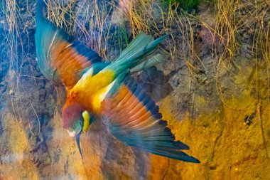 Detailed view of a stuffed bird with beautiful colors