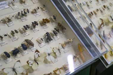 Yakın plan, böcek, kelebek entomoloji koleksiyonu kutuda.