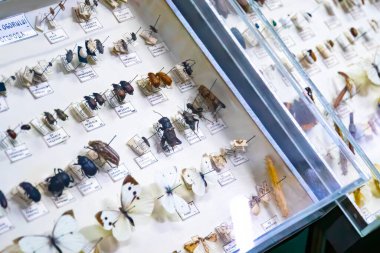 Yakın plan, böcek, kelebek entomoloji koleksiyonu kutuda.