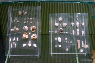 Deniz kabuğu koleksiyonu. Deniz kabuklarının yaz mevsimsel bileşimi.