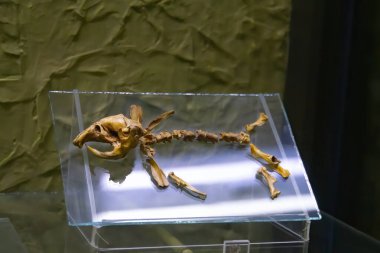 Dinozor ve modern kuşlar arasındaki fosilleşmiş korkunç geçiş fosilinin yakın çekimleri, iskeletin iskelet ve kemikleri ile birlikte taşta kalır.