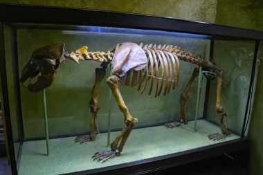 Dinozor ve modern kuşlar arasındaki fosilleşmiş korkunç geçiş fosilinin yakın çekimleri, iskeletin iskelet ve kemikleri ile birlikte taşta kalır.