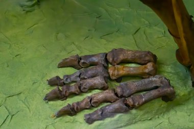 Dinozor ve modern kuşlar arasındaki fosilleşmiş korkunç geçiş fosilinin yakın çekimleri, iskeletin iskelet ve kemikleri ile birlikte taşta kalır.