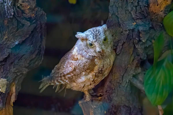 Large Stuffed Owl Brown Dummy Owl Home Decoration Study Bird — стокове фото
