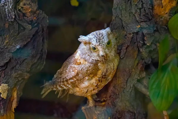 Large Stuffed Owl Brown Dummy Owl Home Decoration Study Bird — 图库照片