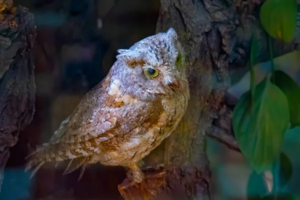 Large Stuffed Owl Brown Dummy Owl Home Decoration Study Bird — стоковое фото