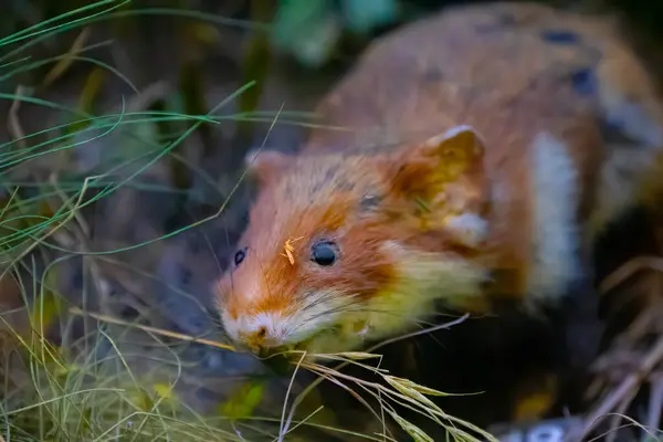 Opgezette Europese Hamster Taxidermie Het Gras — Stockfoto