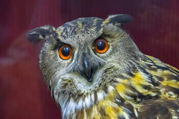 Large Stuffed Owl Brown Dummy Owl Home Decoration Study Bird — Stok fotoğraf