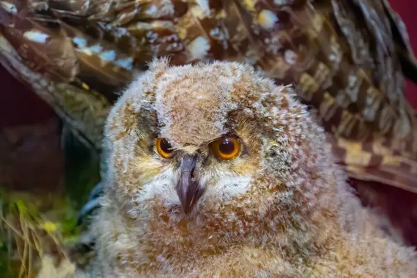 Large Stuffed Owl Brown Dummy Owl Home Decoration Study Bird — Stockfoto