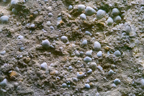 Muschelgestein Naturstein Hintergrund Shell Ziegelwand Textur Stein Hintergrund Gebäude Kalkstein — Stockfoto