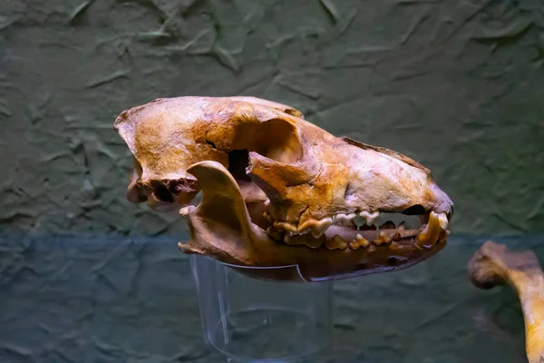 恐竜と現生鳥類の間の恐ろしい過渡期化石の化石の閉鎖は 頭蓋骨と骨の骨格の詳細と石の中に残っています — ストック写真